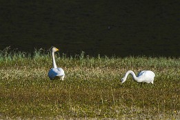 Lofotenreise-107 Singschwäne brüten hier auf der Inselgruppe.