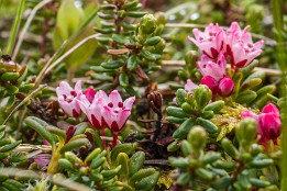 Lofotenreise-92 Schöne, sehr kleine Blüten - bei einer kleinen Pause am Flakstadpollen gesehen.