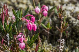 Lofotenreise-127 Auch hier sieht man ein paar sehr kleine aber schöne Blüten.