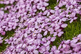 Lofotenreise-128 Es gibt auch mal ein größeres Blumenkissen.