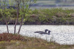 Sterntaucher-1 Um den Hoven herum gibt es ein großes Feuchtgebiet. Von weit weg habe ich diese Sterntaucher sehen können.