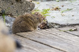 Lofoten_G-7 Kleiner Gast am Morgen. Die war extrem ängstlich und scheu. Das Fotos entstand durch das Küchenfesnter.