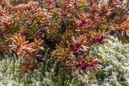 Lofoten_2019-21 Ministräucher, Flechten und Moose.