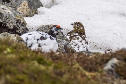 Lofoten_2019-22 Wanderung auf den Delpen bei Laukvika. Auf dem Plateau zeigten sich Schneehühner.