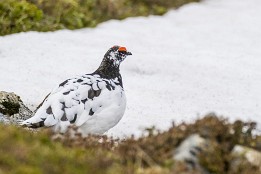 Lofoten_2019-23 Schneehuhn-Hahn.