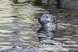 Lofoten_2019-25 Aquarium bei Størvågan mit Seerobbe.