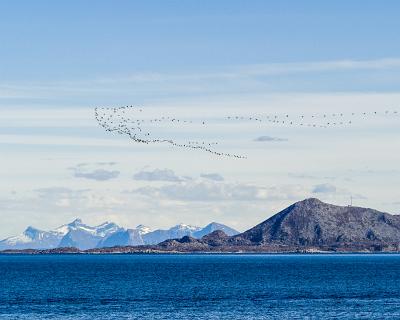 Lofoten 2019-33  Vogelzug nach Norden über der Insel Skrova : Norwegen, Skrova, Svolvær, Vogelzug, lofoten