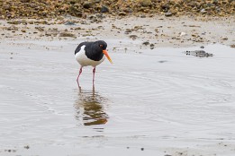 Lofoten_G-8 Das Wetter am nächsten Morgen war regnerisch. So lag es nahe einheimische Tiere zu beobachten - der Austernfischer.