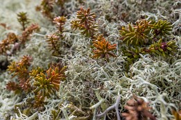 Lofoten_G-9 Es gibt eine erstaunliche Vielzahl von Flechten. Sie bilden einen dicken weichen Belag auf den Felsen und unter ihnen wächst eine dicke Bodenschicht.