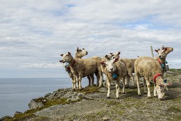 Lofoten_G-14 Küstenwanderung Unstadt - Eggum und zurück, ca. 15km. Ein paar neugierige, aber ängstliche Schafe zeigte sich auch.