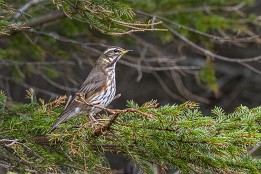 Lofoten_B-4 Habe ich noch nicht bestimmt, sind aber relativ groß.