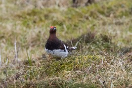 Lofoten_B-5 Schneemoorhuhn - gibt es auf den Lofoten sehr viele.