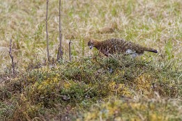 Lofoten_B-6 Schneemoorhuhn - Weibchen
