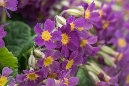 Lofoten_G-19 Diese Blumen sieht man öfter an Böschungen im Mai.