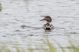 Unstad_Ramberg-1 Mittelsäger bei Nykmarka