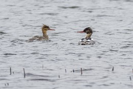 Unstad_Ramberg-2 Pärchen Mittelsäger