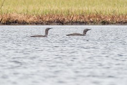 Unstad_Ramberg-3 Sterntaucher