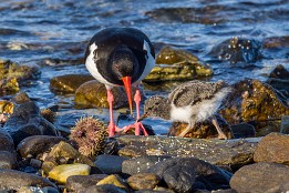 Lofoten_2024-85 Austernfischer mit Küken