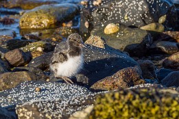 Lofoten_2024-86 Küken eines Austernfischers