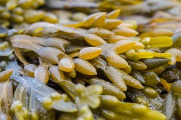 Lofoten_2024-30 Blasentang