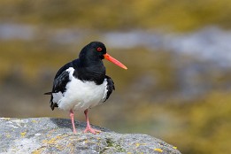 Lofoten_2024-32 Austernfischer