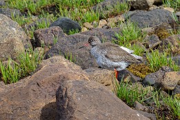 Lofoten_2024-34 Rotschenkel