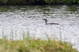 Lofoten_2024-38 Sterntaucher