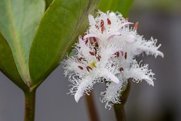 Lofoten_2024-39 Fieberklee (Sumpfpflanze)