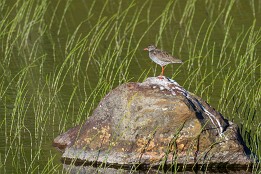 Lofoten_2024-62 Rotschenkel
