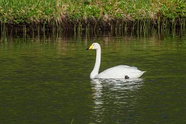 Lofoten_2024-63 Singschwan
