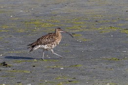 Lofoten_2024-64 Großer Brachvogel