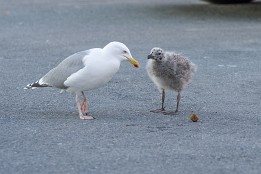 Lofoten_2024-13 Verständigung