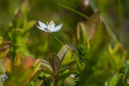 Lofoten_2024-17 Siebenstern