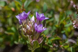 Schweiz_Jun_Aug_2023-15 Reichästiger Enzian