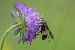 Schweiz_Jun_Aug_2023-20 Bestäuber