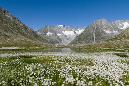 Schweiz_2017_V6-5 Wollgras säumt den Märjelensee