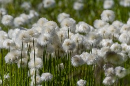 Schweiz_2017_V6-6 Wollgras wohin das Auge blickt.