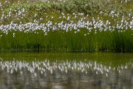 Schweiz_2017_V6-8 Merjelensee