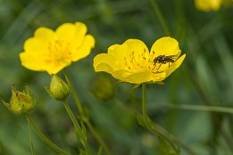 Schweiz_2017-46 Am Wegrand - viele Blüten ziehen Fliegen förmlich an. Und es gibt sehr viele verschiedenen Fliegenarten.