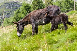 Schweiz_2017-82 Die lassen es sich auf der Weide oberhalb Alp Grüm gut gehen.