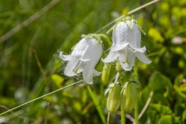 Schweiz_2017-84 Weiße Glockenblume oberhalb Alp Grüm.