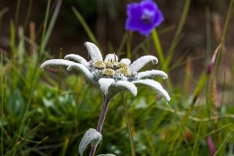 Schweiz_2017-27 Edelweiß