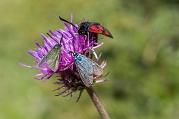 Schweiz_2017-28 Gäste