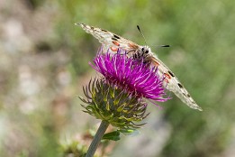Schweiz_2017-15 Roter Apollo - sehr großer Schmetterling