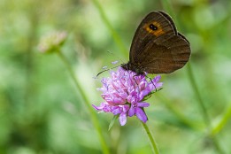Schweiz_2017-16 Untrhalb Guarda am Südhang