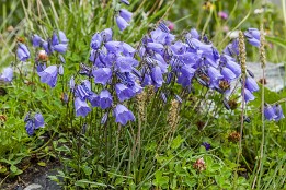 Schweiz_2017-44 Glockenblumen wachsen teils in sehr großer Dichte.