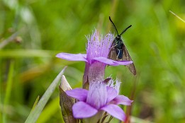 Schweiz_2017-45 Fransenenzian mit Gast.