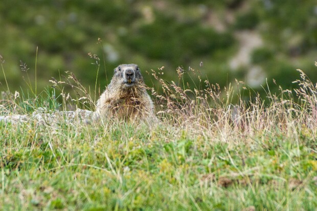 Languard-Tal - Muottas Muragl