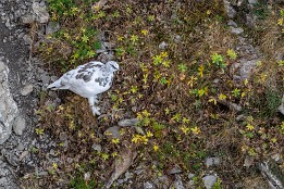 Schweiz_Okt_2019-13 Schneehuhn - schon fast auf Winterkleid umgestellt.