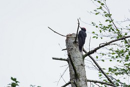 Schwarzspecht, Halbinsel Horw
